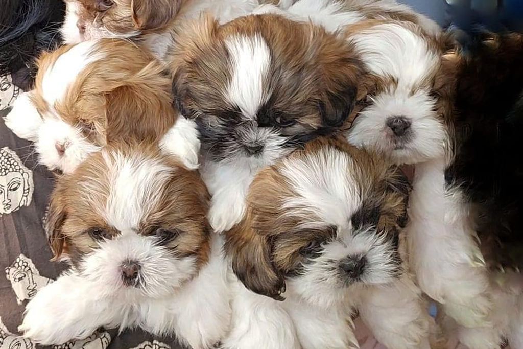 Shih Tzu NY