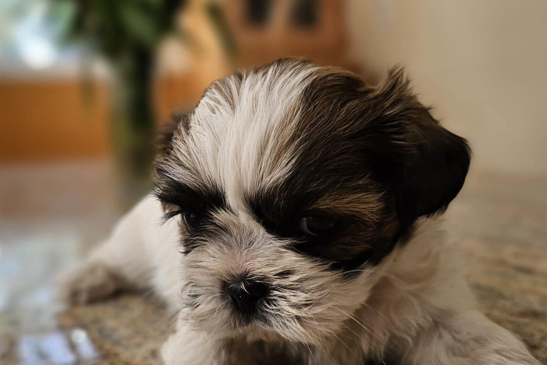 Shih Tzu Puppy Rehoming